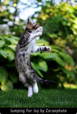 Jumping Cat