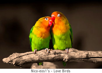 The coming together of kindred souls and the tying of love knots is depicted here as we remember how easy it is to love.